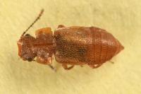 Metopsia clypeata