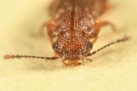 Metopsia clypeata