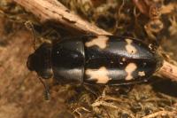 Glischrochilus quadriguttatus