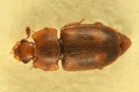 Epuraea