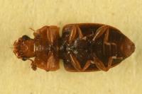 Epuraea