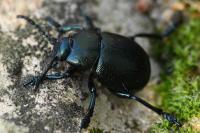 Timarcha goettingensis