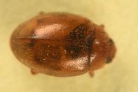 Rhyzobius chrysomeloides