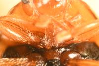 Rhyzobius chrysomeloides