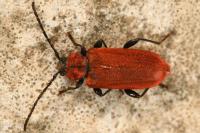 Pyrrhidium sanguineum