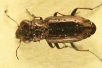 Notiophilus quadripunctatus