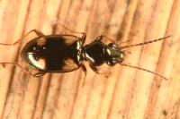 Bembidion quadrimaculatum