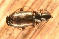 Syntomus obscuroguttatus