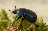 Anoplotrupes stercorosus