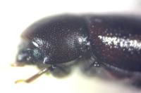 Cis castaneus
