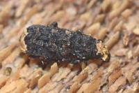 Platyrhinus resinosus