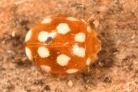 Vibidia duodecimguttata