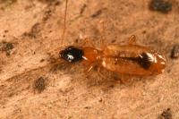 Demetrias monostigma