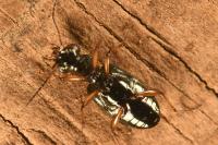 Asaphidion stierlini