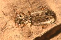 Asaphidion stierlini