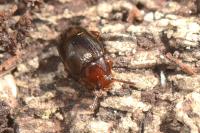 Scaphidema metallica