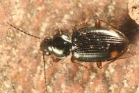Bembidion biguttatum