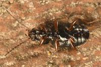 Bembidion biguttatum