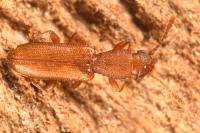 Silvanus unidentatus