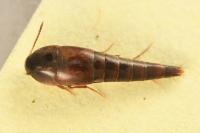 Sepedophilus marshami