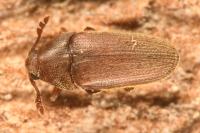 Trixagus leseigneuri