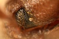 Trixagus leseigneuri