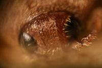 Trixagus leseigneuri