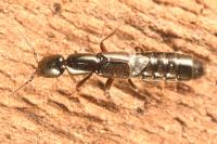 Xantholinus longiventris