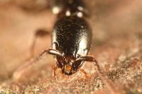 Xantholinus longiventris