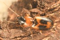 Badister bullatus