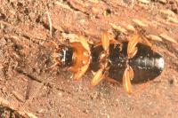 Badister bullatus
