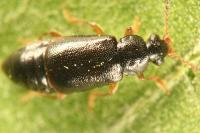 Eusphalerum atrum