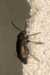 Stenomax aeneus