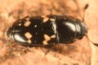 Glischrochilus quadriguttatus