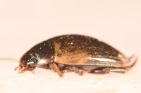 Agabus paludosus