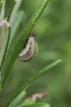 Chrysolina americana