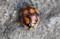Adalia decempunctata