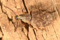 Otiorhynchus veterator