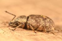 Otiorhynchus veterator