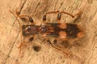 Opilo mollis