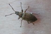 Phyllobius pyri