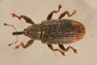 Bradybatus kellneri