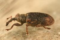 Bradybatus kellneri