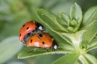 Coccinella septempunctata