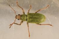 Pachyrhinus lethierryi