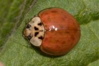 Harmonia axyridis
