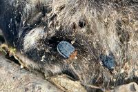 Oiceoptoma thoracicum