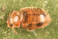 Rhyzobius chrysomeloides