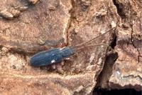 Uleiota planatus