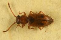 Psammoecus bipunctatus